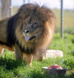 fuckyeahbigcats:  A lion named Samson licks