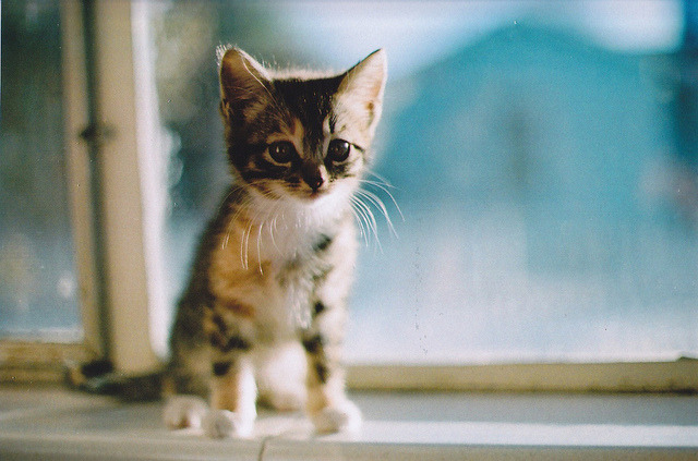  (by Molly Hare) 