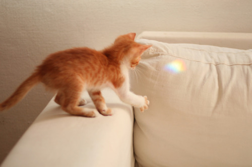kittenskittenskittens
