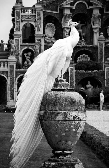 ghost-of-perdition:  White peacocks.. 