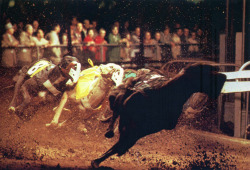 Greyhound Park, Phoenix by John G. Zimmerman,