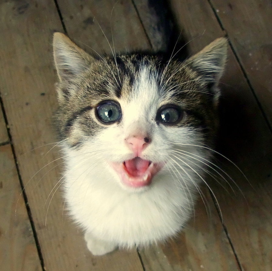 lastdaysofmagic:  Thank God you’re cute cause you sure are noisy. 