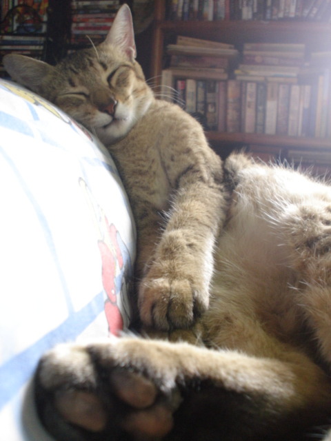 kittenskittenskittens:  We called her Goldameir Victoria. -lauren 