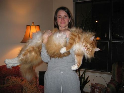 kateownsvulpix:  oh my god