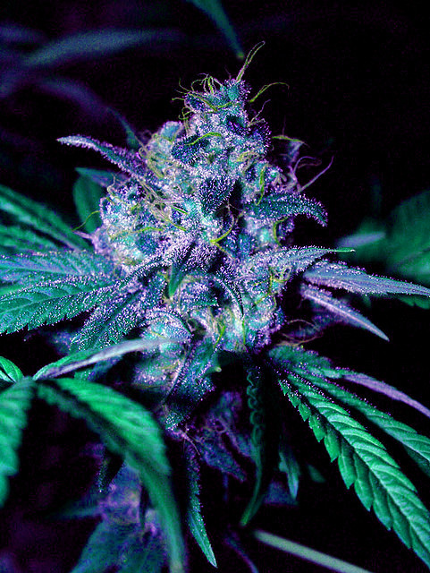 a-war-insidee:  :) 