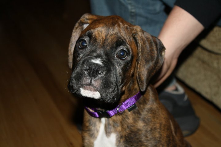 Meet puppypuppypuppy &lt;3  I wish I was home with her.  Soon enough &lt;3