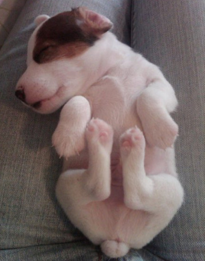 aplacetolovedogs:  ohyeahadorablepuppies Meet Gus. My little Jack Russell pup Submitted