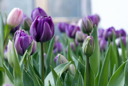 def-ine:  i love tulips. 