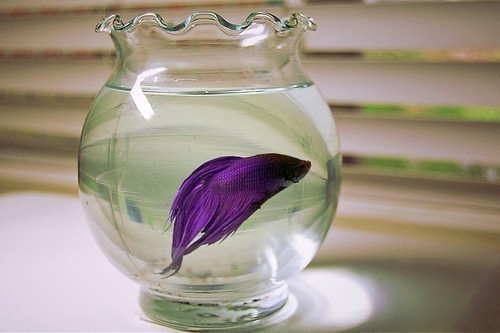 i think i might just go buy one of these now to add to my “cool” room :3