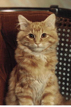 paradoxdesigns:Dewey Readmore Books was the resident cat at Spencer Public Library. He was put in th