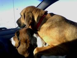 fyeahwrinklydogs:  Long-eared wrinkly dogs should always be in cars. Their ears and wrinkles billow majestically in the wind.  SO FUCKING MAJESTIC.