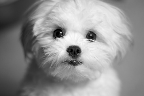 My Future Mel Shi Puppy! <33