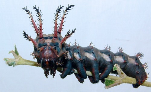 Hickory Horned Devil Caterpillar While they are bright green or even turquoise at their largest, hic