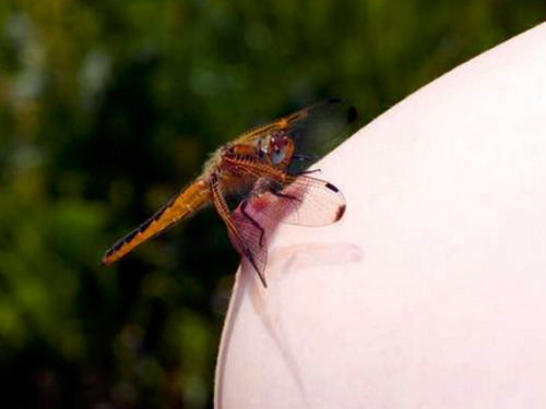 roberthand48:  Tittsi/tsetse fly . In truth, a dragonfly. Appropriate?!