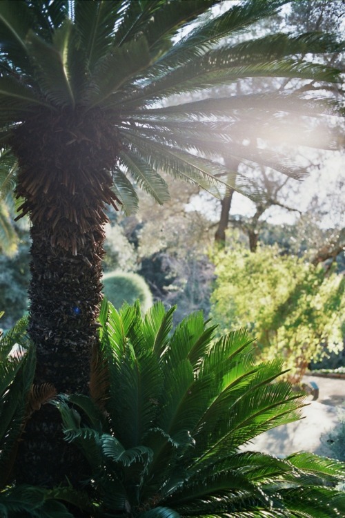 sarasani: Botanical Garden, Barcelona 2011