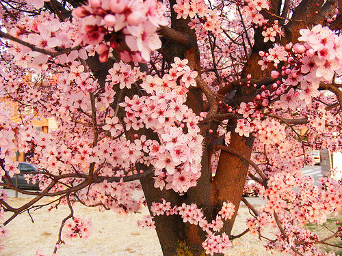 Cherry blossom trees always take my breath away. They&rsquo;re so beautiful.