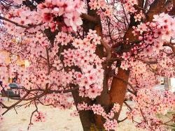 Cherry Blossom Trees Always Take My Breath Away. They&Amp;Rsquo;Re So Beautiful.