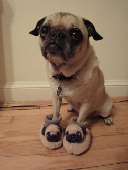 laughingsquid:  A Pug Wearing Pug Slippers