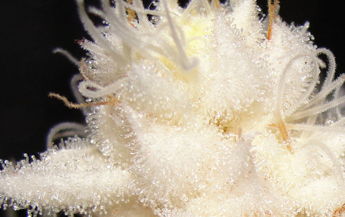 lsd-soaked-tampon:  NY White Medicinal Albino Bud 