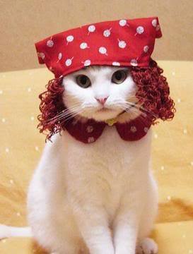 important internet search: cats wearing wigs adult photos