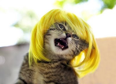 Porn photo important internet search: cats wearing wigs