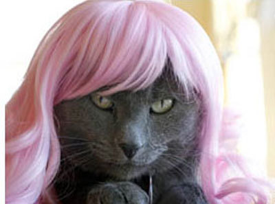 XXX important internet search: cats wearing wigs photo