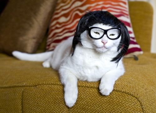 important internet search: cats wearing wigs adult photos