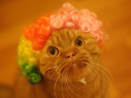Porn important internet search: cats wearing wigs photos