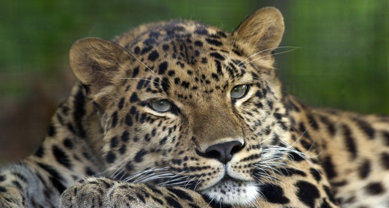 theanimalblog:  Submitted by ifightdragonz 