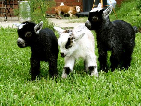 kittyh21:  These baby goats are adorable. Seeing the goats yesterday makes me wish