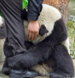  Após o terremoto em 12 de maio de 2008 na China, esse gigante panda agarra apavorado a perna de um policial.