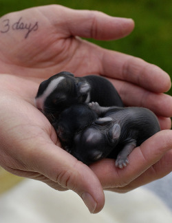 Sixohthree:  Baby Bunnies For Neva! (By David Howes) They Are So Little And Wrinkly!