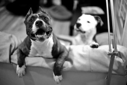 jybeliever:  fucking love pitbulls it’s unbelievable.  Oh my God, that face.