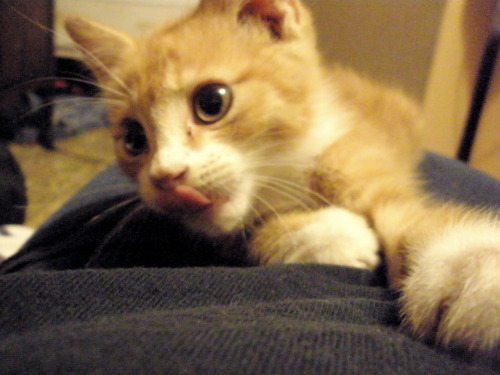 fuckyeahfelines:  cheech when he was a kitten 