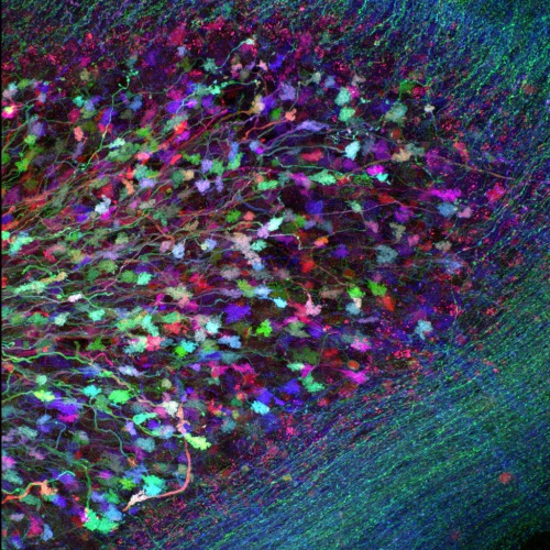 starhammer:  The ‘Brainbow’ technique is used to map the neuron network within a transgenic specimen by combining fluorescent proteins to create an entire colour palette.