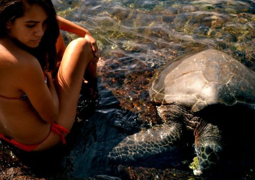mermaid-bliss:  AHH TURTLE<3 