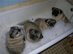boodapug:  rub-a-dub-dub…four pugs in a tub. 