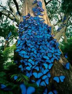 sunsurfer:  Blue Morpho Butterfly Swarm, Brazil  photo via weheartit 