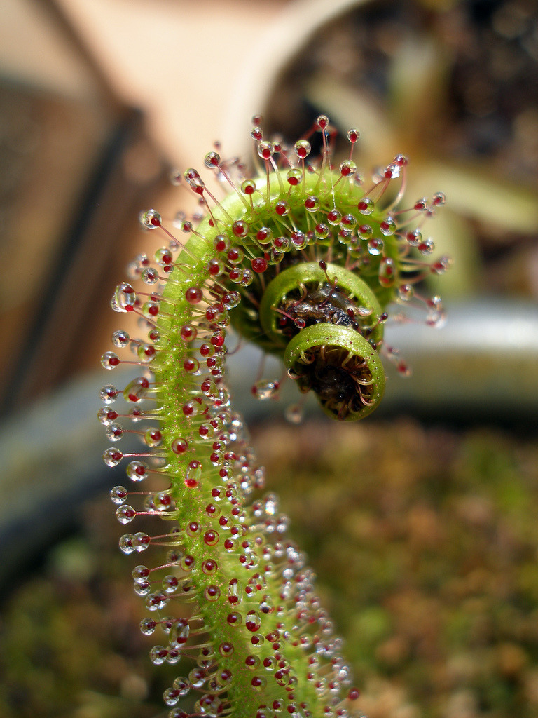 fuckyeahbotany:  Drosera regia, king sundew 