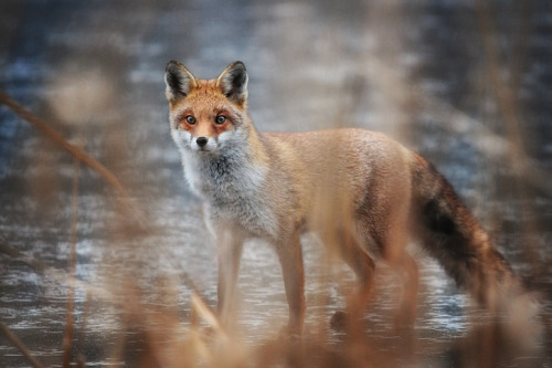 Beautiful Animal Photography by Eric