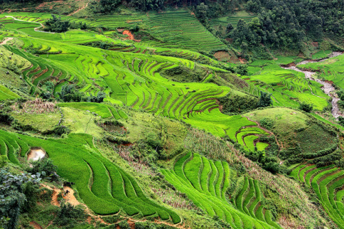 Terraced Rice Fields Landscape (by Rob Kroenert)