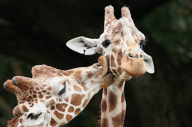kari-shma:  Kissing Giraffes - True Love (by Buck Forester) 