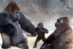 lovewildlife:  A baby gorilla seems to be telling her parents “I wanna be like you hoo  hoo”, by beating her chest just like her dad. Alice the tiny gorilla  baby stands on her hind legs mimicking her father, while being watched  by proud parents