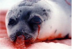 dougieisinmybed:  alpine-snow:  shooshoogar:  imeltya:  kayzerawr:  insanityisawefullyfun:   Bit graphic but I can’t apologize for that. Because people need to be shocked, need to be appalled, need to be disgusted. The seal hunt in Canada needs to