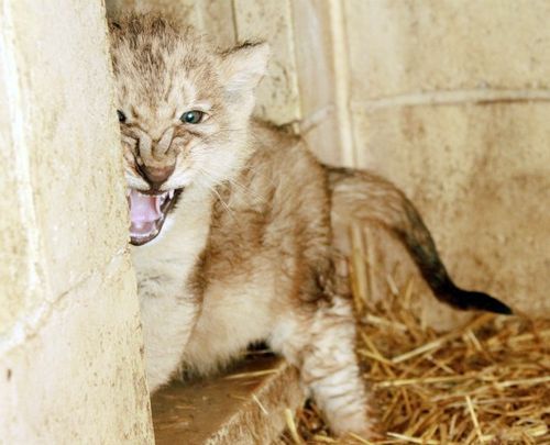 fuckyeahbigcats:  One of the critically endangered Asiatic lion cubs at Bristol Zoo