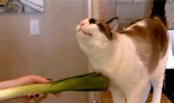  Welcome to the internet. Here is a cat being scratched with a vegetable. 