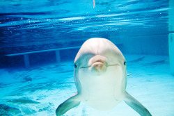 angela-world:  angela-world:   it’s so cute! ♥dolphin so much!   