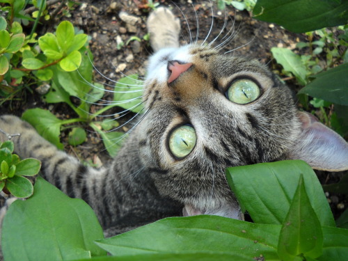 fuckyeahfelines:  Leonida 