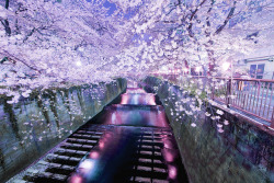 omochiwokudasai:  Cherry Blossoms Hanging Over a River (by Shin Mimura) 