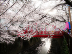 ruineshumaines:  red bridge (by pink_emmie_bat)